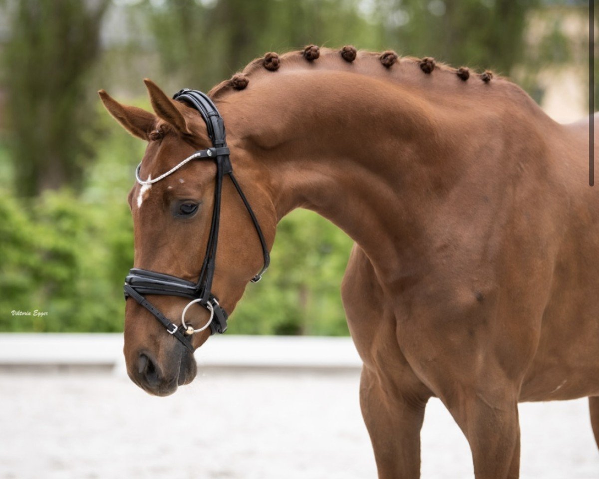 Dressurpferd Fernando 767 (Deutsches Sportpferd, 2019, von Farewell III)