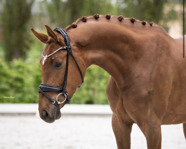 dressage horse Fernando 767 (German Sport Horse, 2019, from Farewell III)