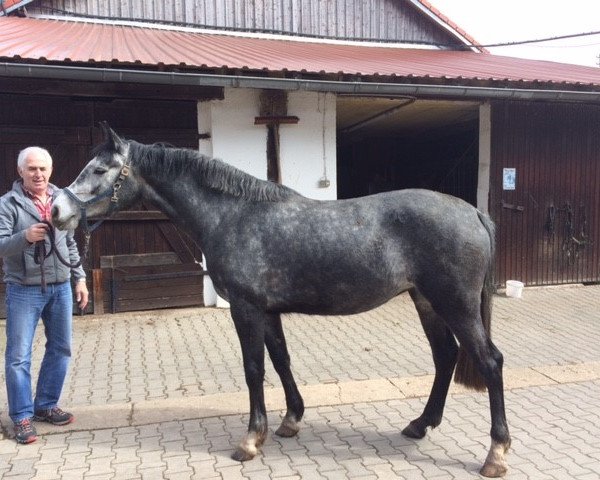 broodmare Gin Gin Concalla (Holsteiner, 2014, from Chin Champ)