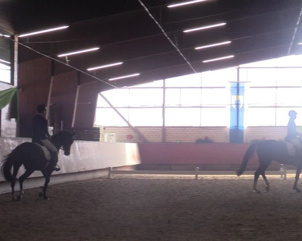 Reitturnier Hellefeld 2025
