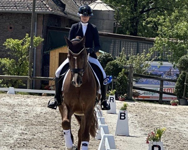 jumper Viva Valentino 4 (Hanoverian, 2020, from Viva Gold OLD)