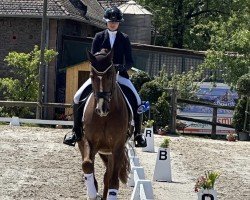 jumper Viva Valentino 4 (Hanoverian, 2020, from Viva Gold OLD)