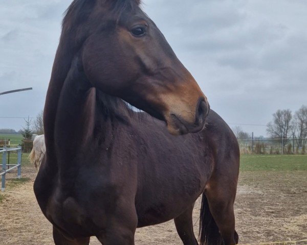horse Crazy Horse G. (Mecklenburg, 2023, from Comanchero)