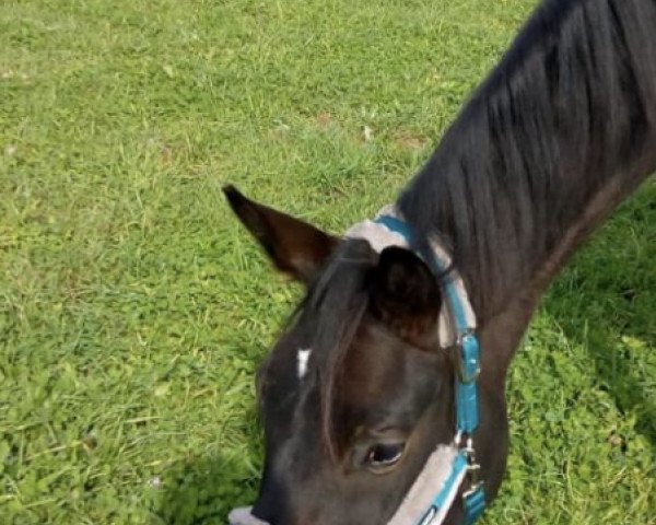 horse Rosa (Trakehner, 2016, from Sir Sansibar)