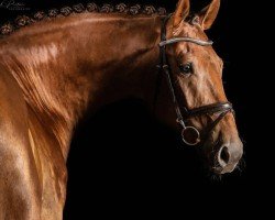 Springpferd Monty Z (Zangersheide Reitpferd, 2015, von Montreal)