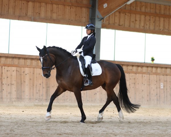dressage horse Forever In My Heart (Hanoverian, 2009, from Falkenstern II)