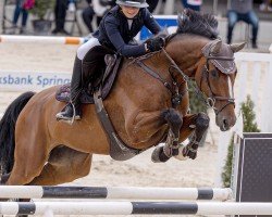 Springpferd Elbow (KWPN (Niederländisches Warmblut), 2014, von Envoy)