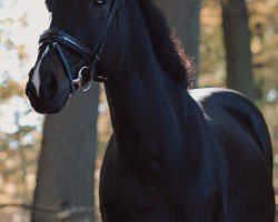 jumper Kaviár (Hungarian Warmblood, 2008, from Takaros)