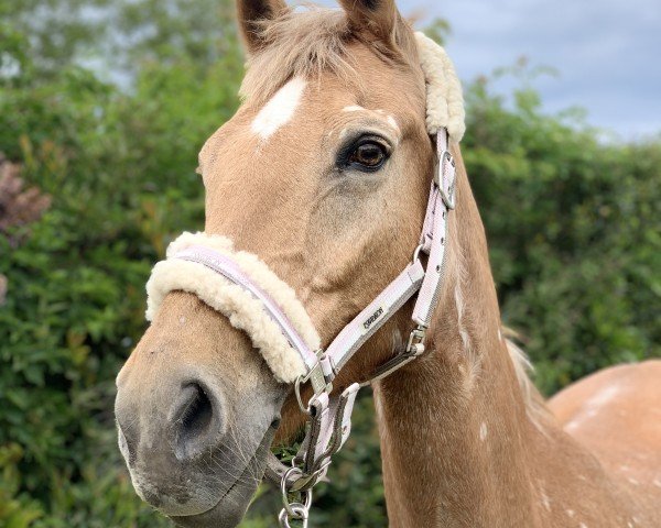 Zuchtstute Donna Isabella (Deutsches Reitpony, 2005, von FS Don't Worry)
