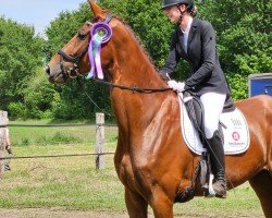 dressage horse Fürstin 96 (Westphalian, 2019, from Fürst Romancier)