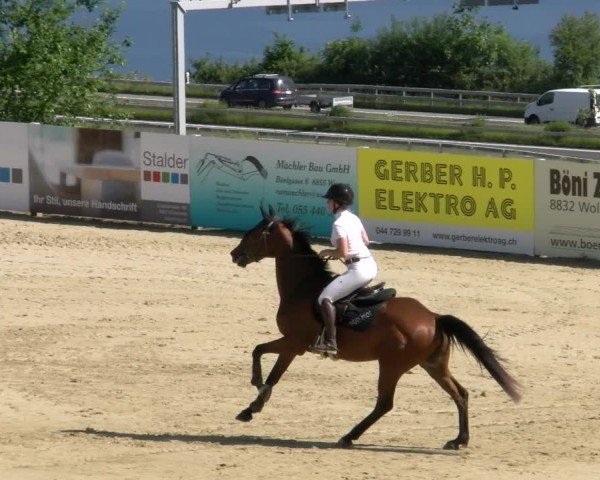 Reitturnier Wädenswil 2025