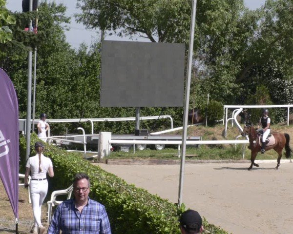 Reitturnier Bornheim-Widdig 2025