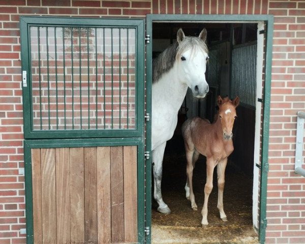 horse Madeyra (German Riding Pony, 2021, from Venustas Cool Edition)