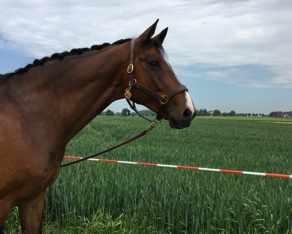 horse Stabou (Oldenburg, 2005, from Stakkato Gold)
