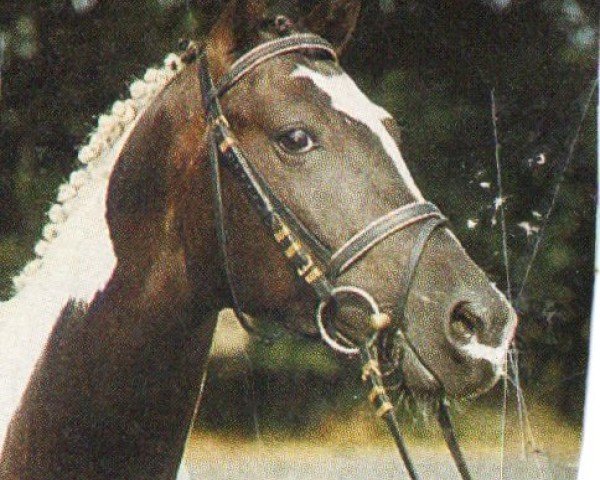stallion Polar-Kristall (Trakehner, 1993, from Karabin)