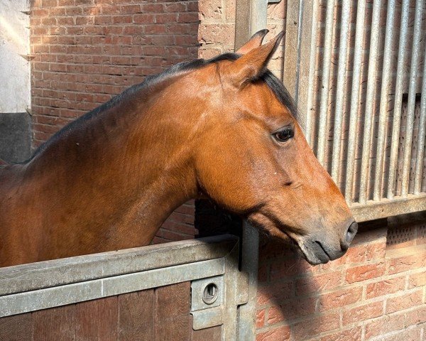 Dressurpferd Phoebe 28 (Deutsches Reitpony, 2012, von Calido G)