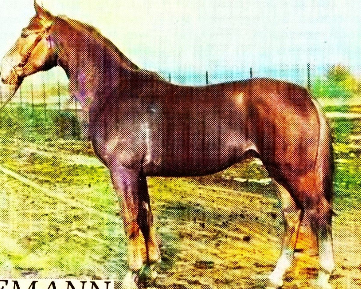stallion Seemann (German Warmblood, 1975, from Sekundant 2546)