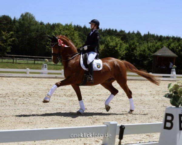 Dressurpferd Qubacarree (Deutsches Sportpferd, 2014, von Quaterback)