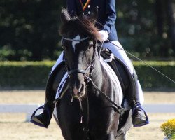 Springpferd Nanouk 27 (Pony ohne Rassebezeichnung, 2008, von Poldy)