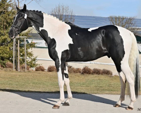 Deckhengst Farbenprinz (Oldenburger, 2022, von Lord Europe)