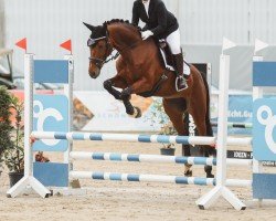 dressage horse Ventura 17 (Hanoverian, 2017, from Veneno)