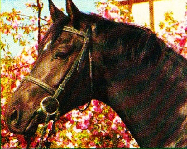 Deckhengst Stresemann (Trakehner, 2004, von Hibiskus)