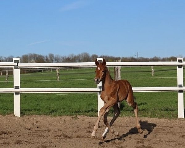 horse Freya von der Waterstraot (Westphalian, 2021, from Fürst Magic)