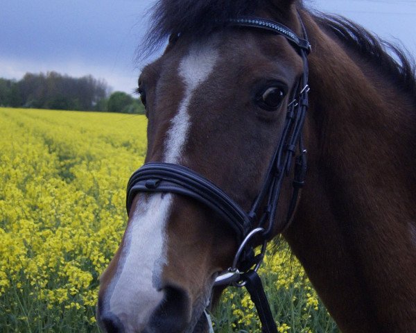 horse Reigershoeve Fasco (New Forest Pony, 1992, from Axceen Camillo)