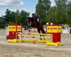 Springpferd For Fly 6 (Hannoveraner, 2020, von Fly High)