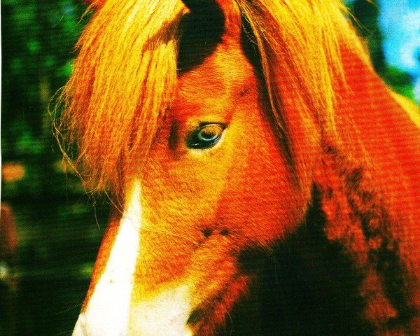 broodmare Thokka (Iceland Horse, 1978, from Gunnar vom Grenzland)