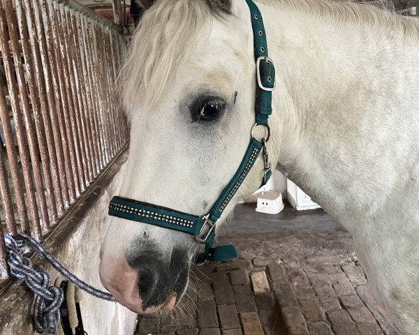 jumper Dudley Grafeén Christy (Connemara Pony, 2019)