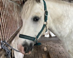 jumper Dudley Grafeén Christy (Connemara Pony, 2019)