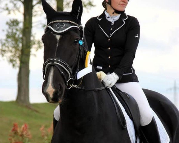 Dressurpferd Quel Filou (Deutsches Sportpferd, 2005, von Quaterman I)