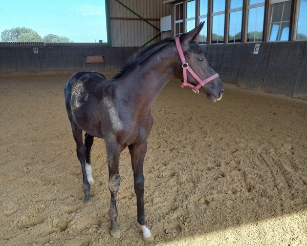 Pferd Diablo, Diathletico x Contendros Bube (Hannoveraner, 2024, von Diathletico FRH)