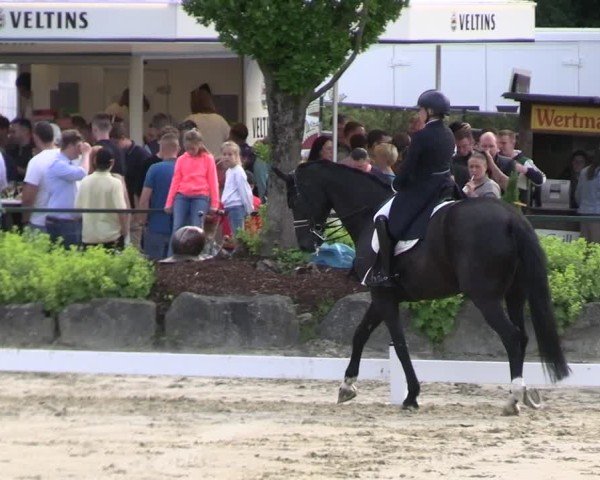 Reitturnier Hellefeld 2025