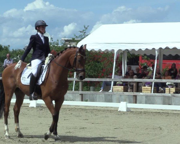 Reitturnier Scharnebeck 2025