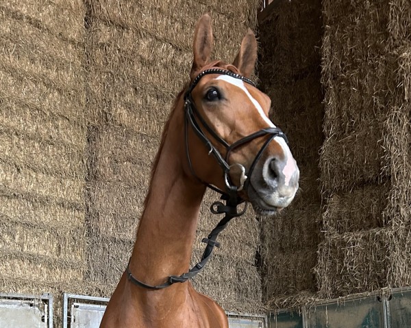 horse Qupernikus (German Sport Horse, 2016, from Quaterback) horse Qupernikus (German Sport Horse, 2016, from Quaterback)