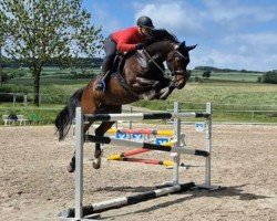 broodmare Avelinah (Westphalian, 2016, from All Music)