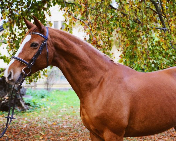 jumper Summer Dream (Rhinelander, 2006, from Sandro Classic)