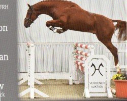 stallion Orient Gold (Hanoverian, 2019, from Orient Express HDC)