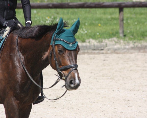 dressage horse Bon Benito L (Rhinelander, 2021)