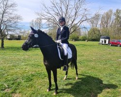 dressage horse de Long`s Dark Soul (German Riding Pony, 2011, from DSP de Long)