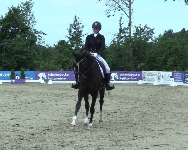 Reitturnier Scharnebeck 2025