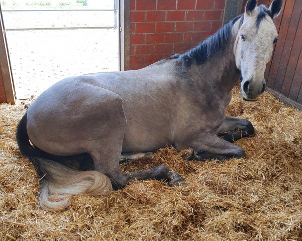 dressage horse Herondale de Lux M (Westphalian, 2017, from Hermes de Lux)