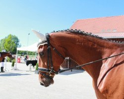 jumper Cira 52 (German Sport Horse, 2008, from Cesaro)