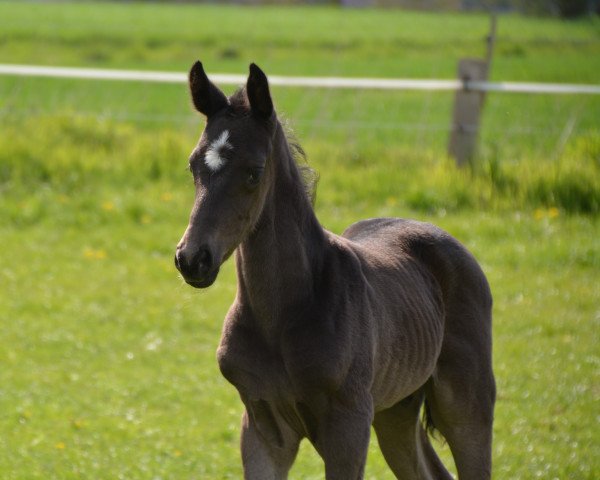 stallion Dark Magic WF (Westphalian, 2021, from Dancier Gold FRH)