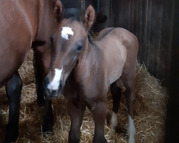 stallion Faramir (Hanoverian, 2021, from Fusionist)