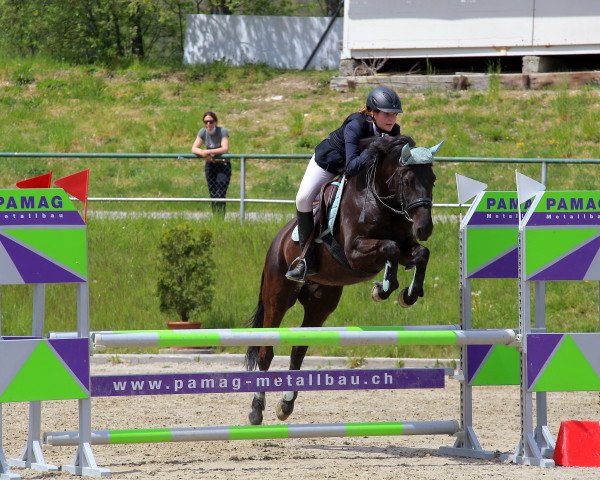jumper Duena CH (Swiss Warmblood, 2013, from Dream Boy IV CH)