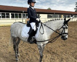 Dressurpferd Wazka (Deutsches Reitpony, 2014)