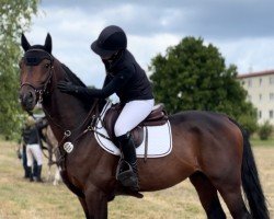 jumper Cissé van den Dries (Zangersheide riding horse, 2020)
